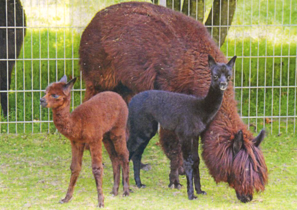 Romeo und Julia sind weltweit eine Sensation unter den Alpaka-Geburten